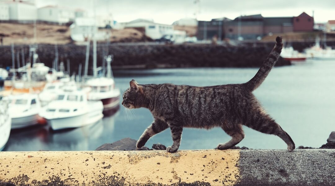 Photo Cat, Paw socks