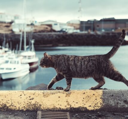 Photo Cat, Paw socks