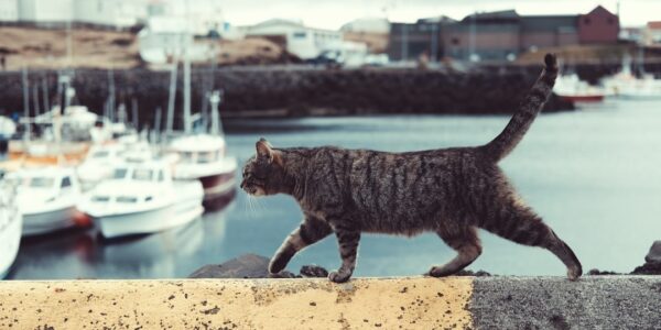 Photo Cat, Paw socks