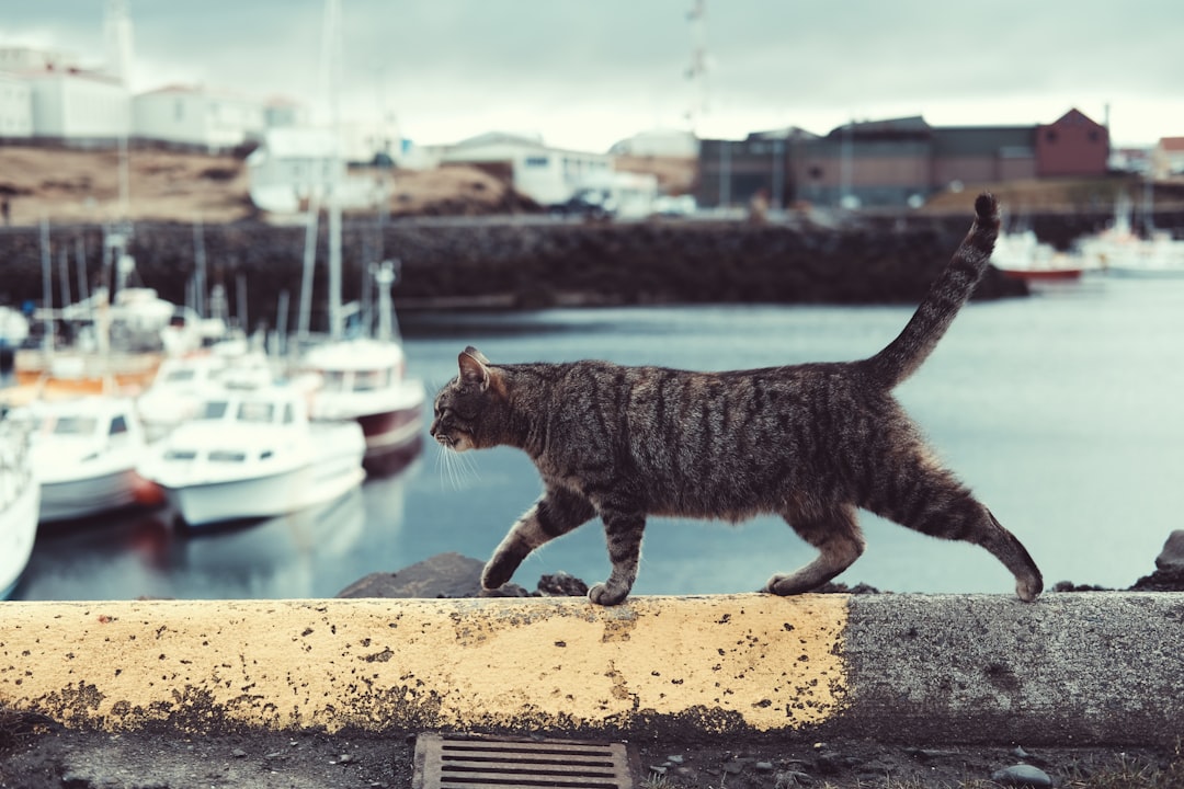 Photo Cat, Paw socks